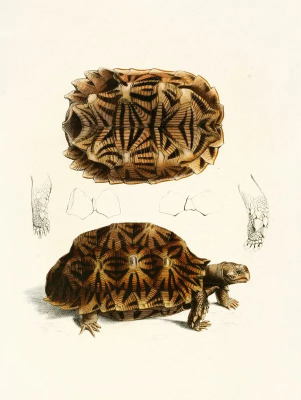Testudo Semiserrata Wall Art by Sir Andrew Smith - High-Resolution Digital Print
