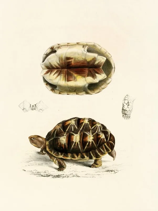 Testudo Verroxii Wall Art by Sir Andrew Smith - High-Resolution Digital Print