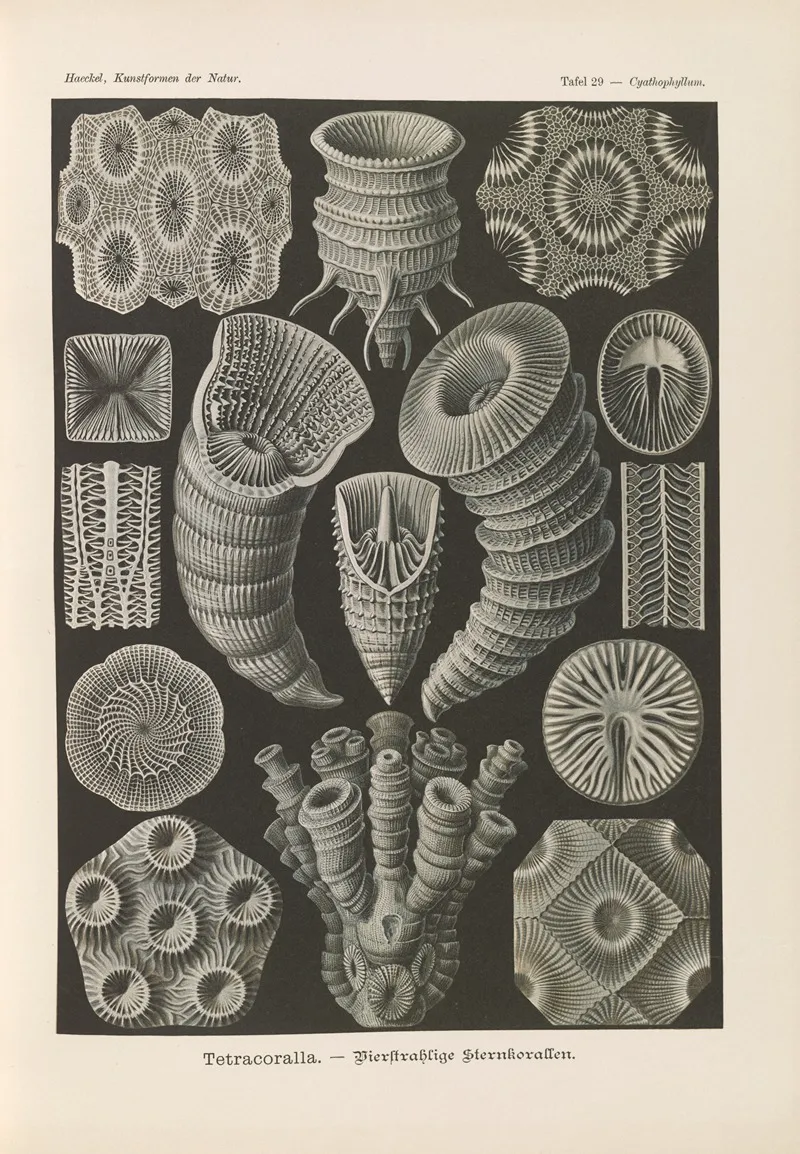 Tetracoralla Bierstrahlige Sternkorallen Wall Art by Ernst Haeckel - High-Resolution Digital Print