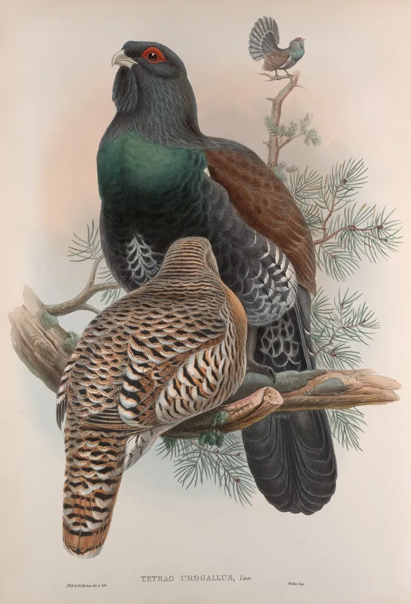 Tetrao Urogallus Capercailzie Or Cock Of The Wood Wall Art by John Gould - High-Resolution Digital Print