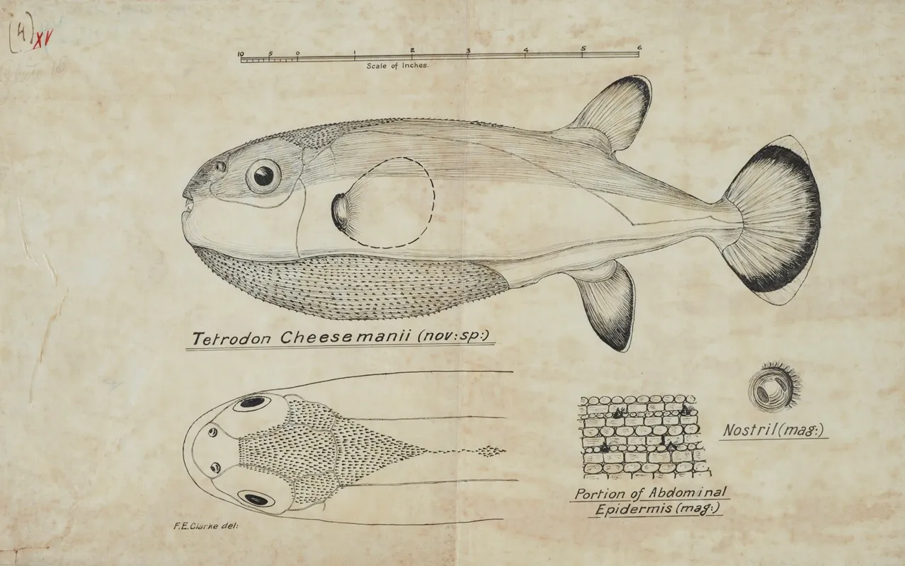 Tetraodon Cheesmanii Pufferfish
