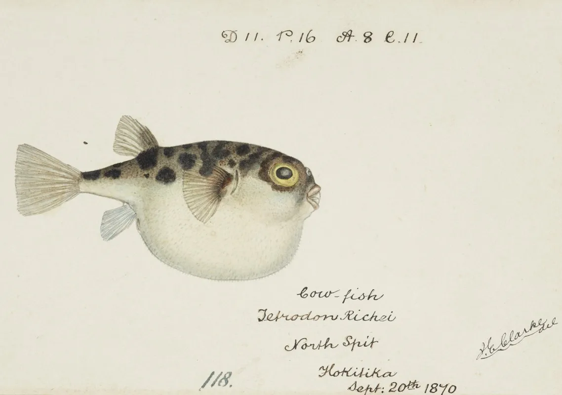 Tetraodon Gillbanksii Clarke