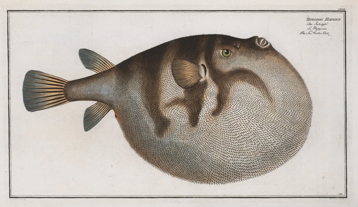Tetrodon Hispidus The Sea Weather Cock Wall Art by Marcus Elieser Bloch - High-Resolution Digital Print
