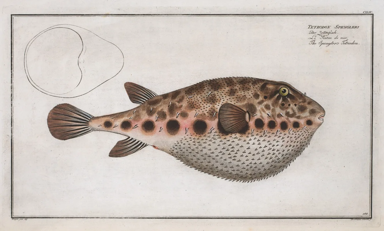 Tetrodon Spengleri The Spenglers Tetrodon Wall Art by Marcus Elieser Bloch - High-Resolution Digital Print