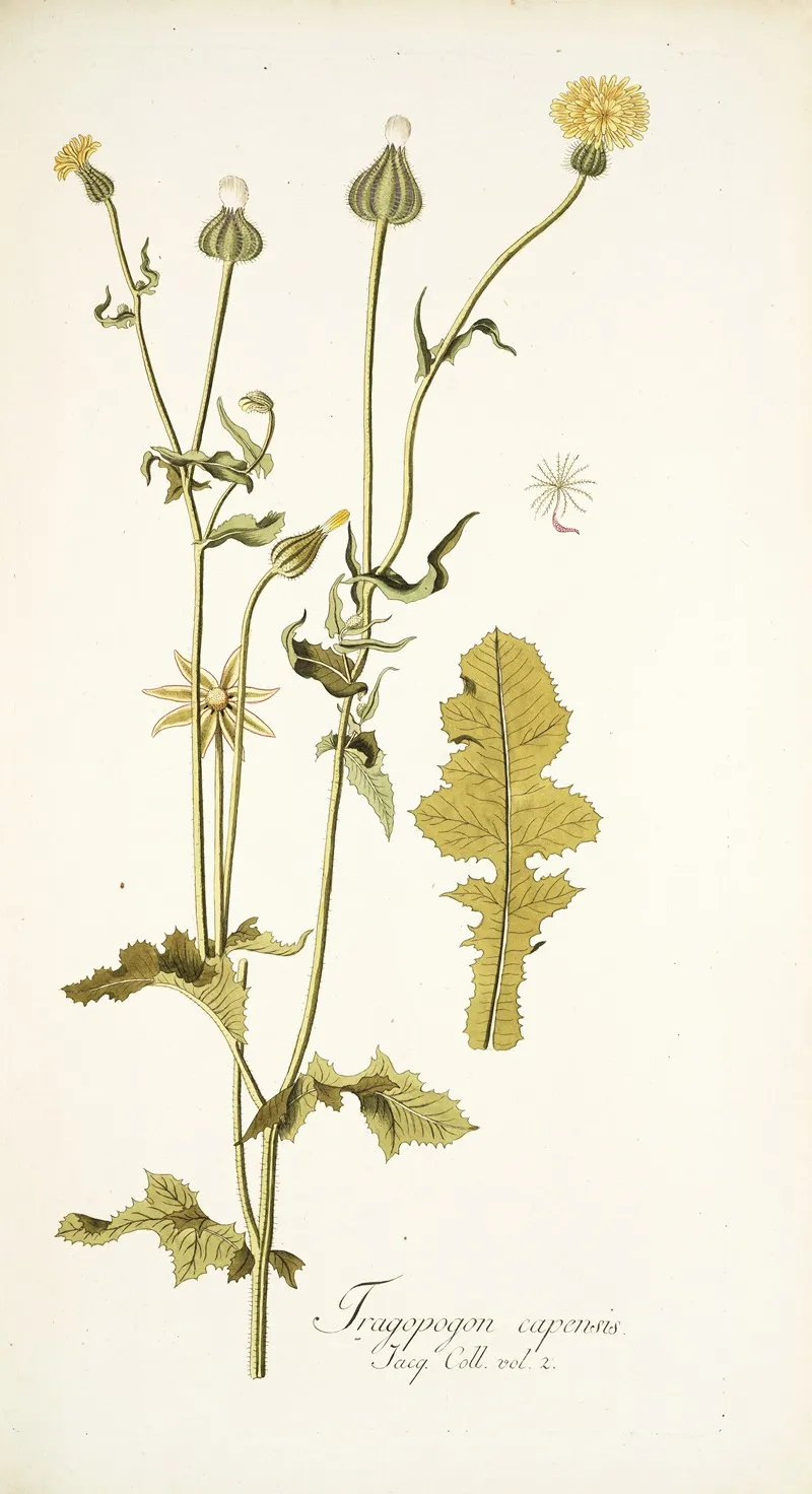 Thagopogon Capensis Wall Art by Nikolaus Joseph Freiherr von Jacquin - High-Resolution Digital Print