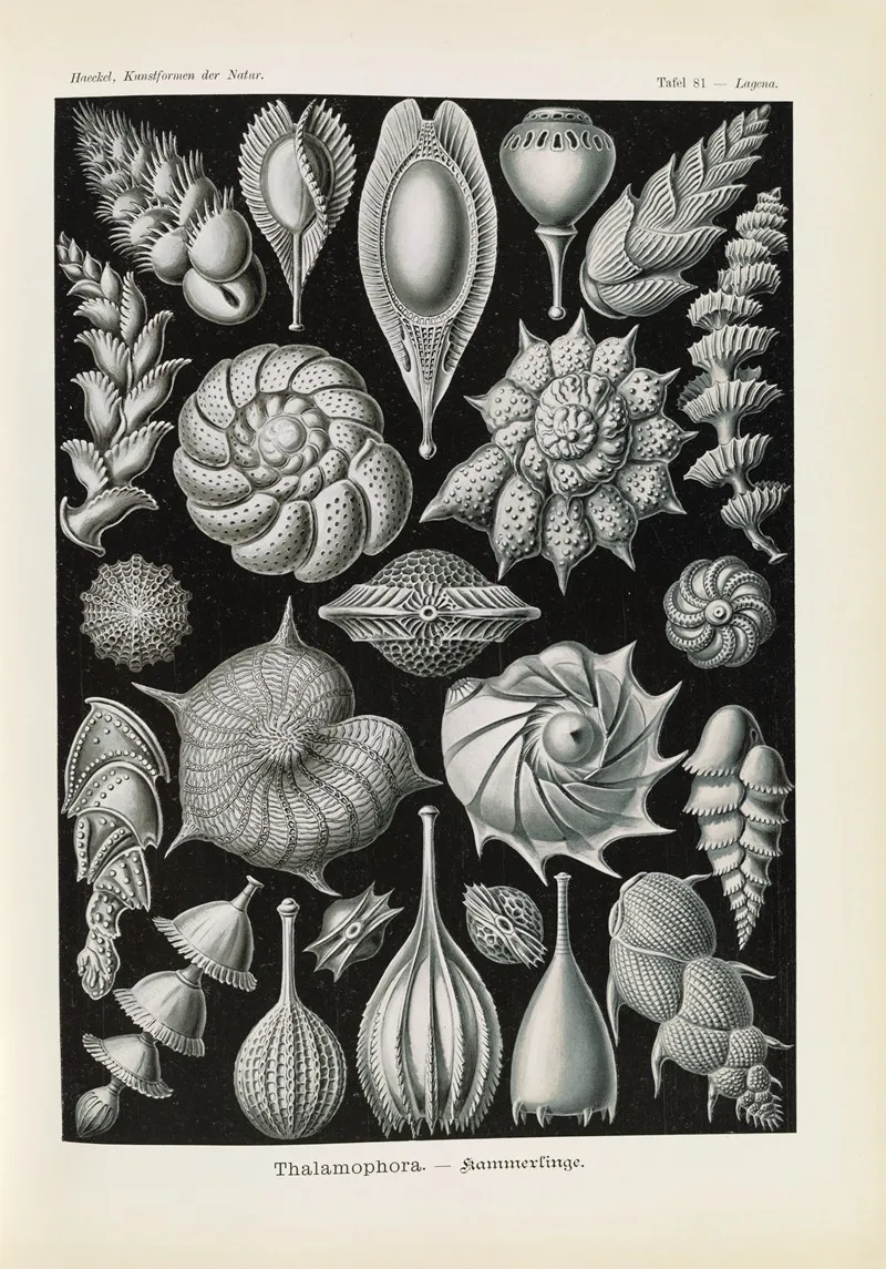 Thalamophora Kammerlinge 2 Wall Art by Ernst Haeckel - High-Resolution Digital Print