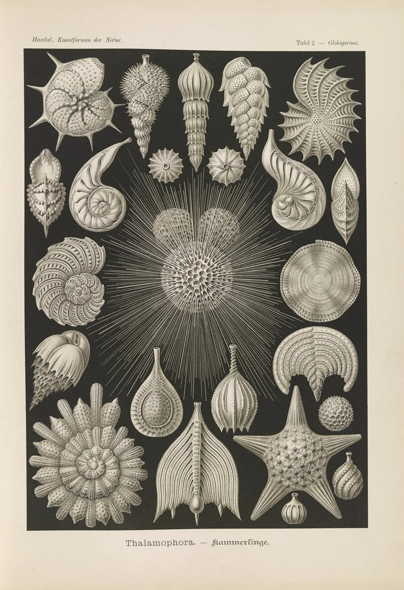 Thalamophora Kammerlinge Wall Art by Ernst Haeckel - High-Resolution Digital Print