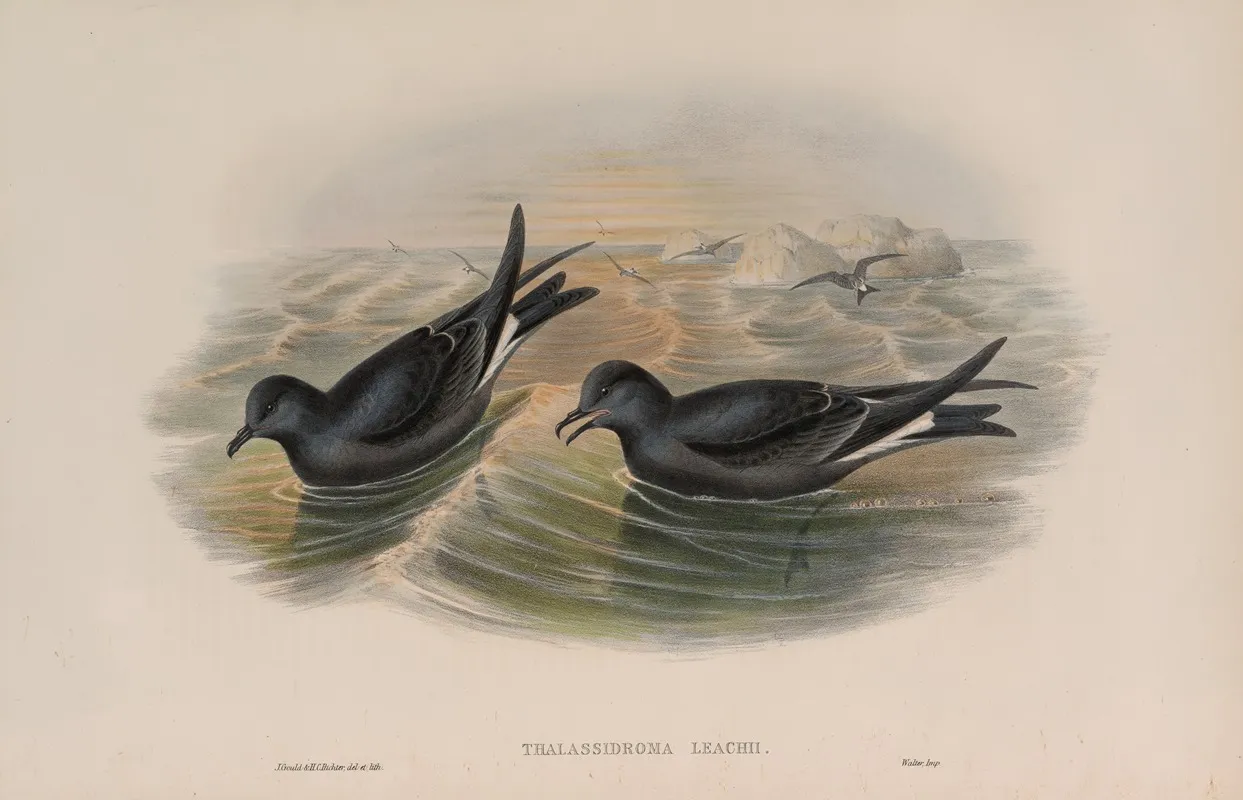 Thalassidroma Leachii Forked Tailed Storm Petrel Wall Art by John Gould - High-Resolution Digital Print