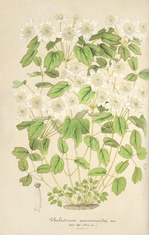 Thalictrum Anemonoides Wall Art by Charles Antoine Lemaire - High-Resolution Digital Print