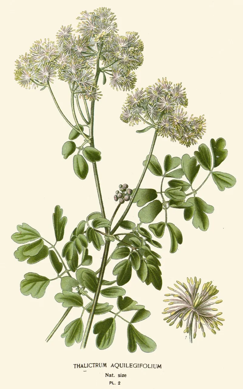 Thalictrum Aquilegifolium Wall Art by Edward Step - High-Resolution Digital Print
