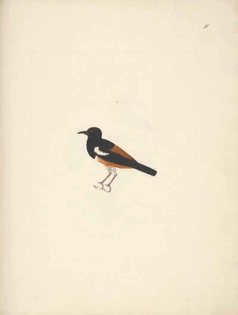 Thamnolaea Semirufa White Winged Cliff Chat