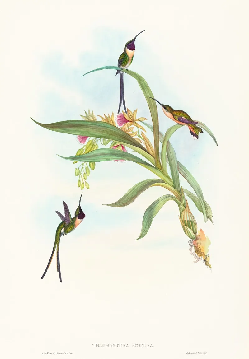 Tharmastura Enicura Slender Shear Tail Wall Art by John Gould - High-Resolution Digital Print