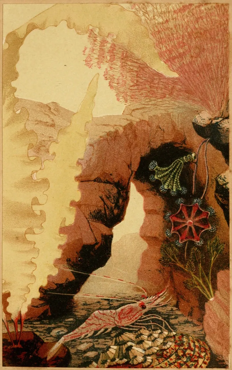 The Aesop Prawn Wall Art by Philip Henry Gosse - High-Resolution Digital Print