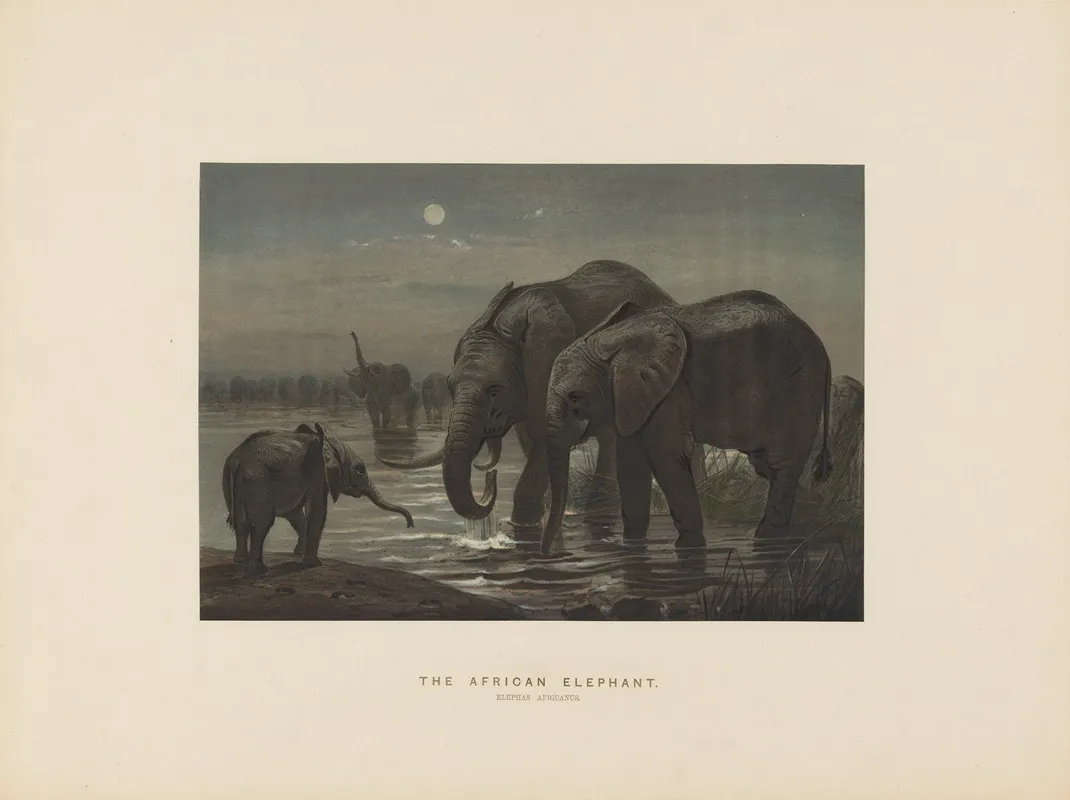 The African Elephant 2 Wall Art by Joseph Wolf - High-Resolution Digital Print