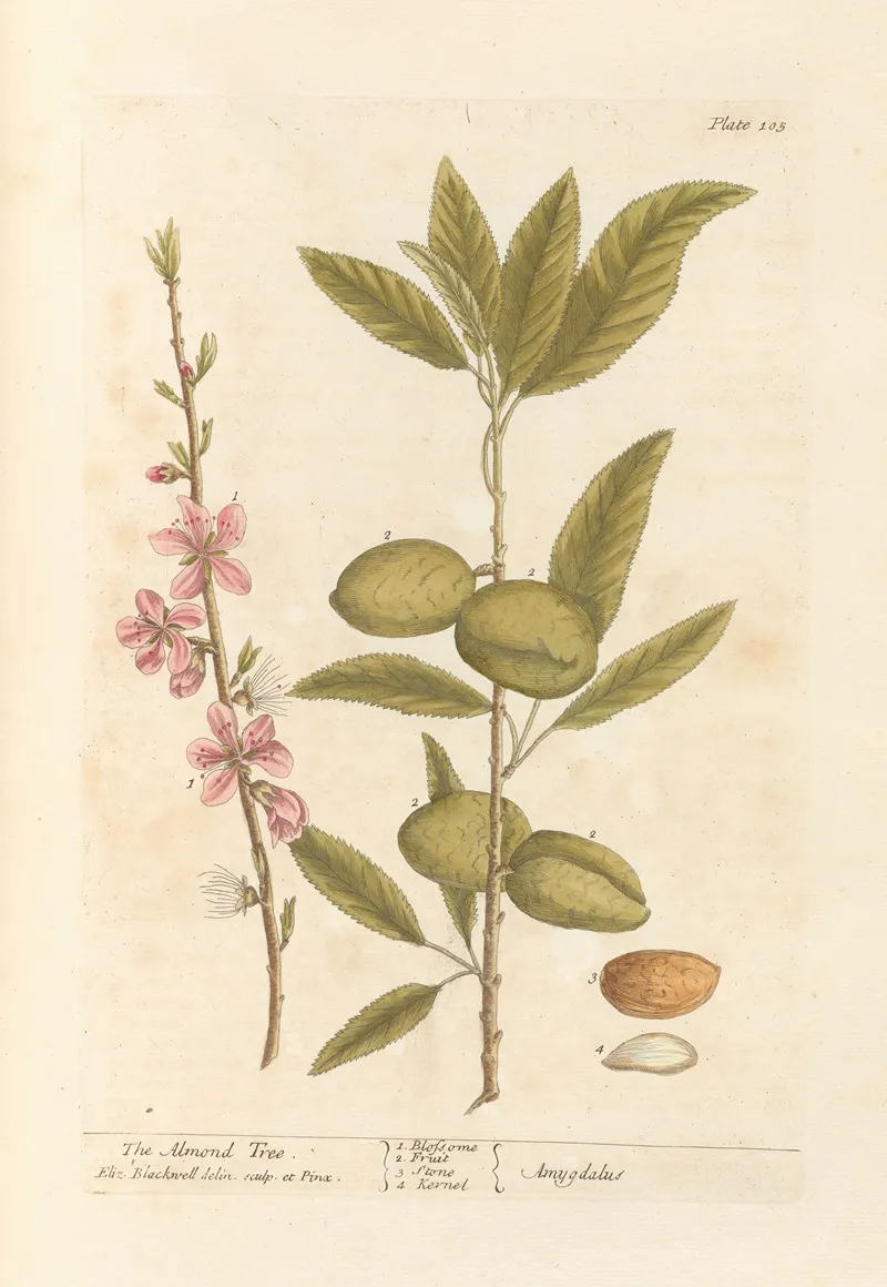 The Almond Tree 3 Wall Art by Elizabeth Blackwell - High-Resolution Digital Print