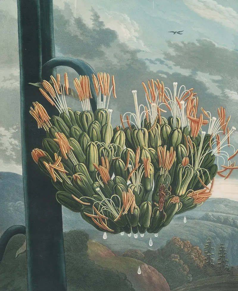 The Aloe 2 Wall Art by Robert John Thornton - High-Resolution Digital Print
