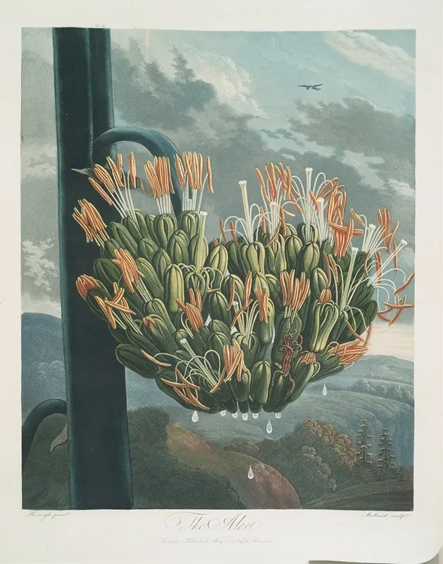 The Aloe Wall Art by Robert John Thornton - High-Resolution Digital Print