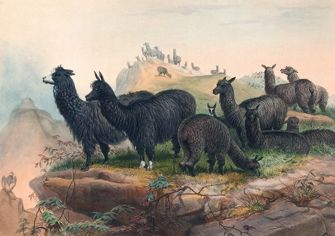 The Alpaca Wall Art by Joseph Wolf - High-Resolution Digital Print