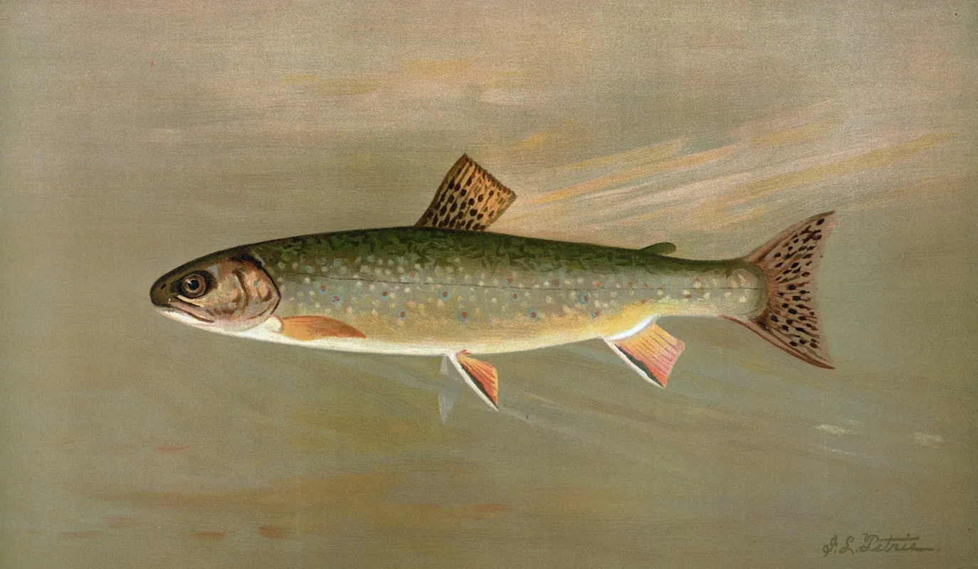 The American Brook Trout Salvelinus Fontinalis Wall Art by John L. Petrie - High-Resolution Digital Print