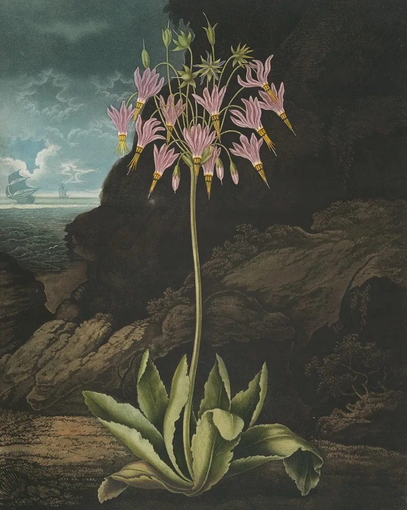 The American Cowslip Wall Art by Robert John Thornton - High-Resolution Digital Print