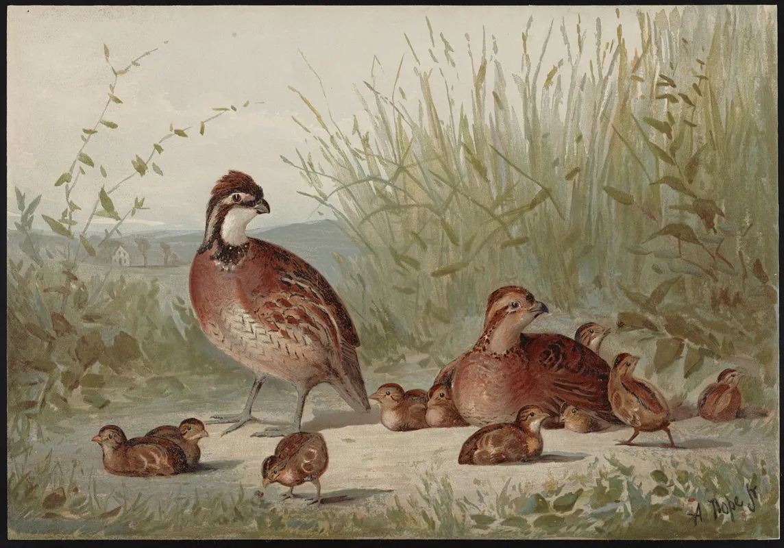 The American Quail Ortyx Virginianus Wall Art by Alexander Pope Jr. - High-Resolution Digital Print