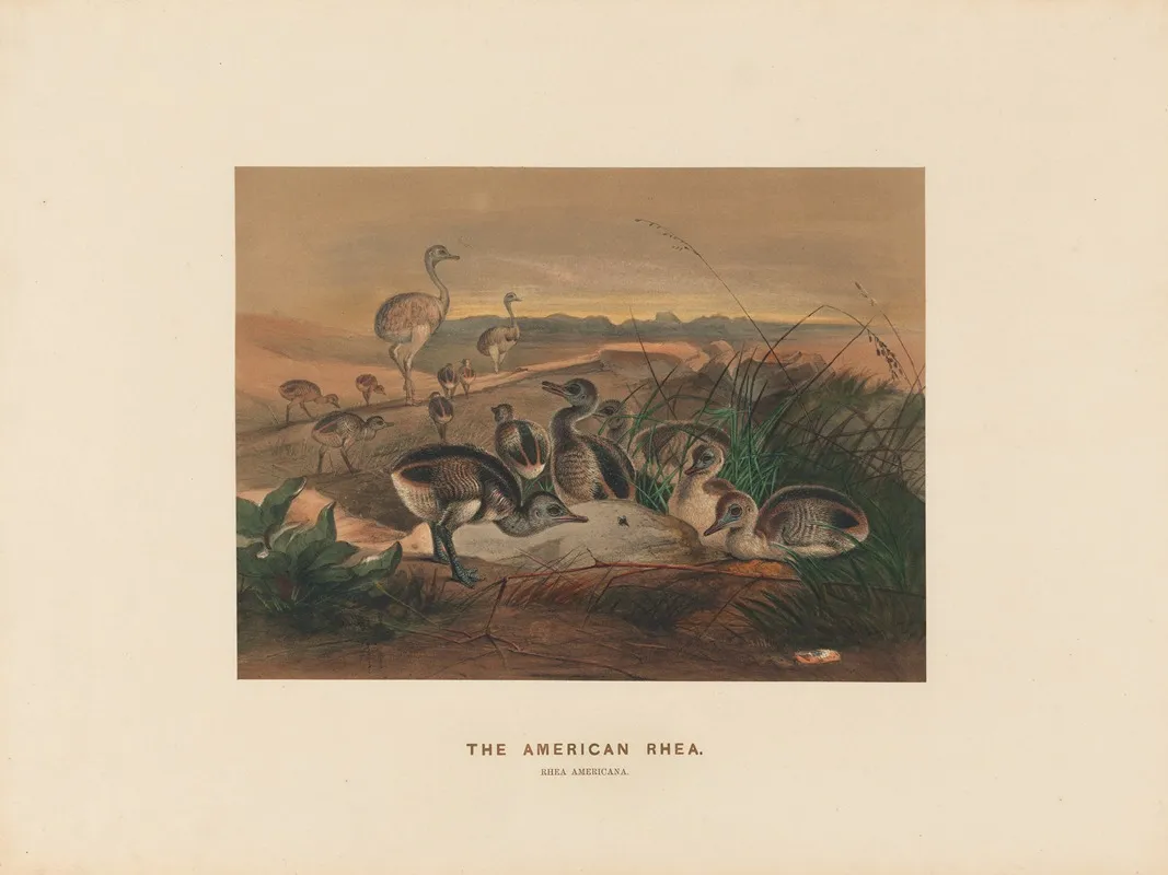 The American Rhea 2 Wall Art by Joseph Wolf - High-Resolution Digital Print