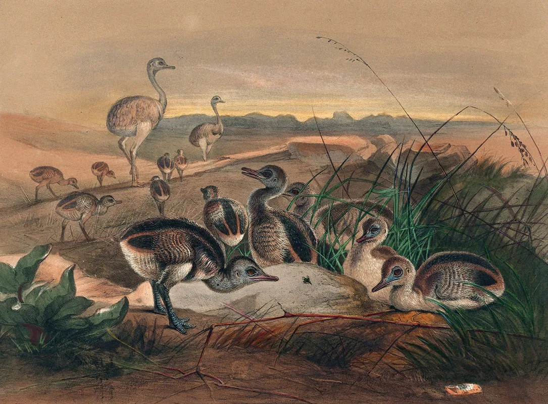 The American Rhea Wall Art by Joseph Wolf - High-Resolution Digital Print