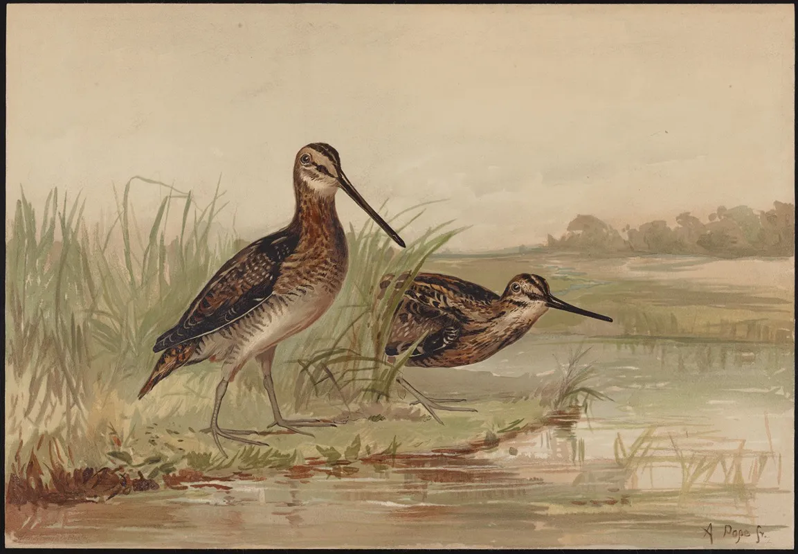 The American Snipe Gallinago Wilsoni Wall Art by Alexander Pope Jr. - High-Resolution Digital Print