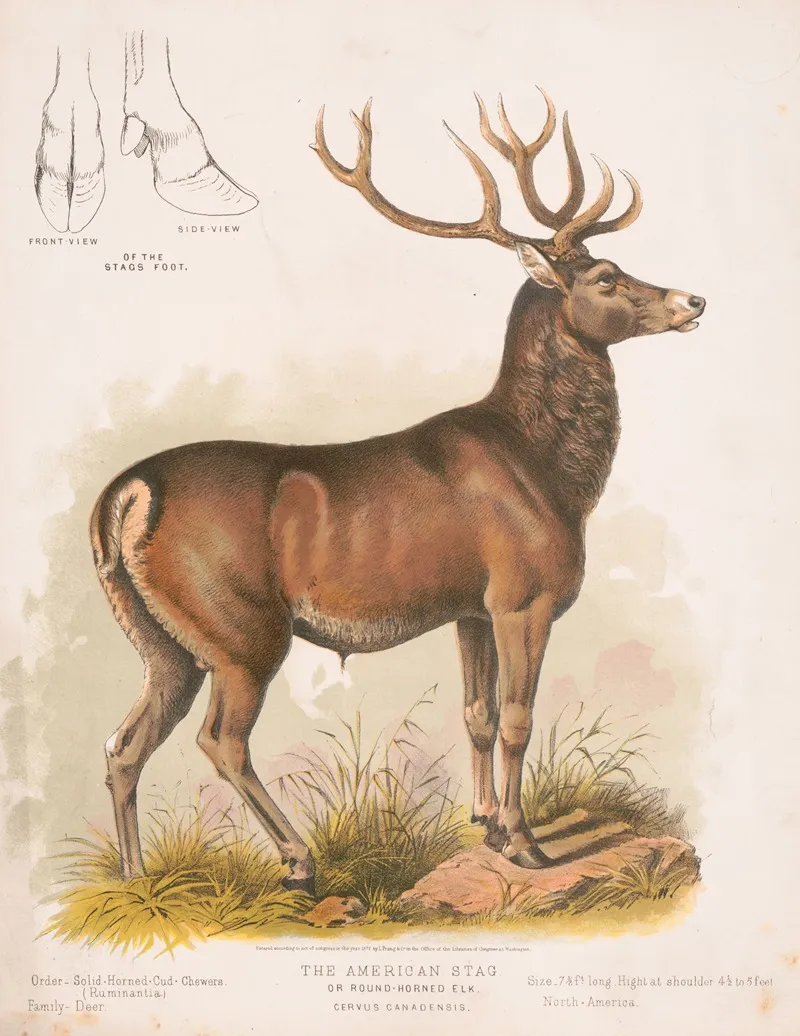 The American Stag Or Round Horned Elk Cervus Canadensis