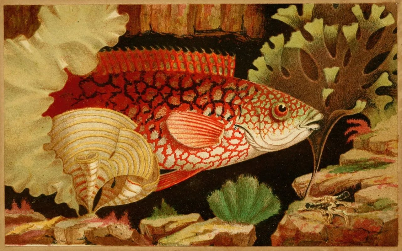 The Ancient Wrasse Wall Art by Philip Henry Gosse - High-Resolution Digital Print