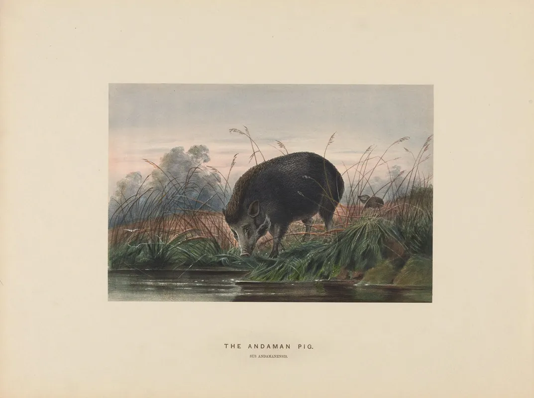The Andaman Pig 2 Wall Art by Joseph Wolf - High-Resolution Digital Print