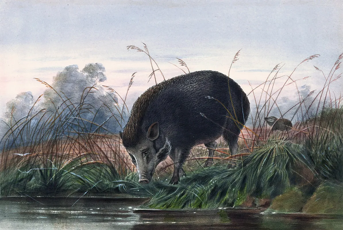 The Andaman Pig Wall Art by Joseph Wolf - High-Resolution Digital Print