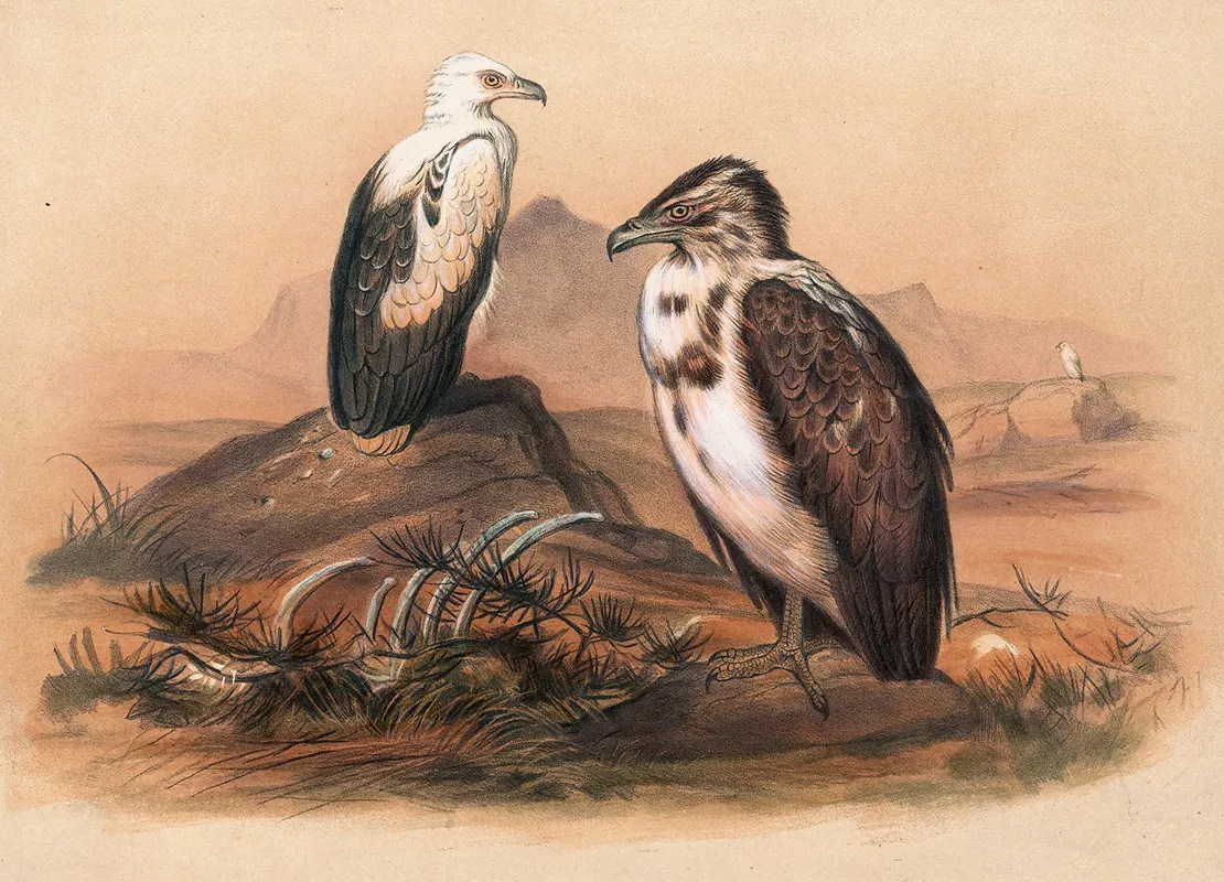 The Angolan Vulture Wall Art by Joseph Wolf - High-Resolution Digital Print
