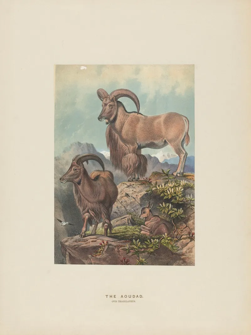 The Aoudad 2 Wall Art by Joseph Wolf - High-Resolution Digital Print