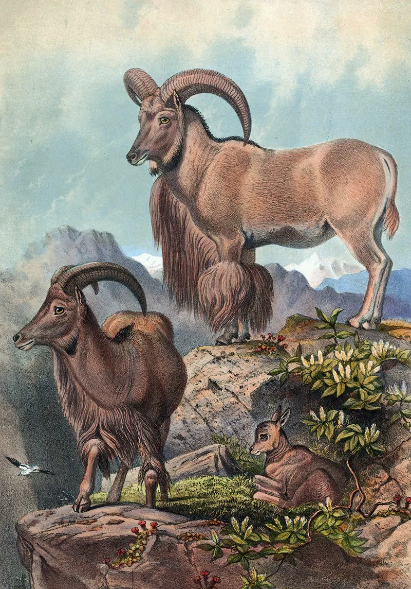 The Aoudad Wall Art by Joseph Wolf - High-Resolution Digital Print
