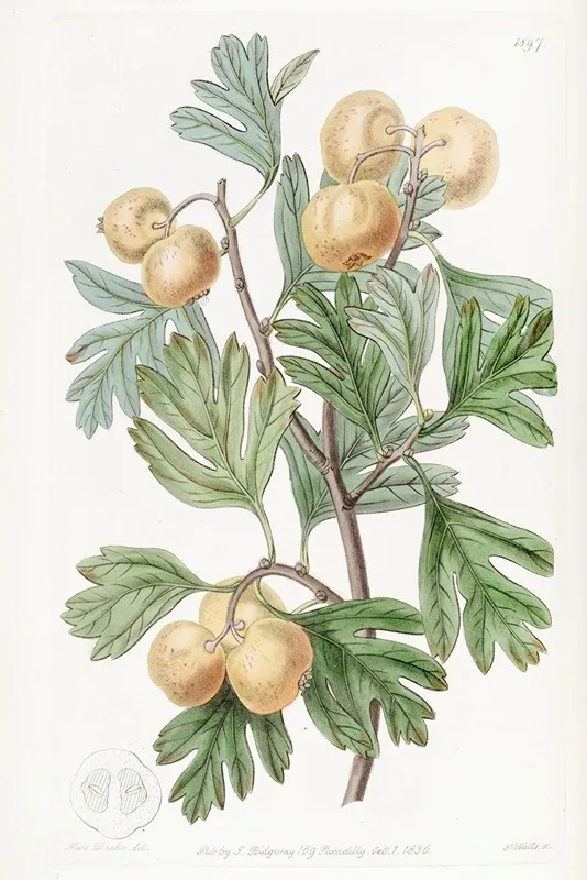 The Aronia Thorn Wall Art by Sydenham Edwards - High-Resolution Digital Print