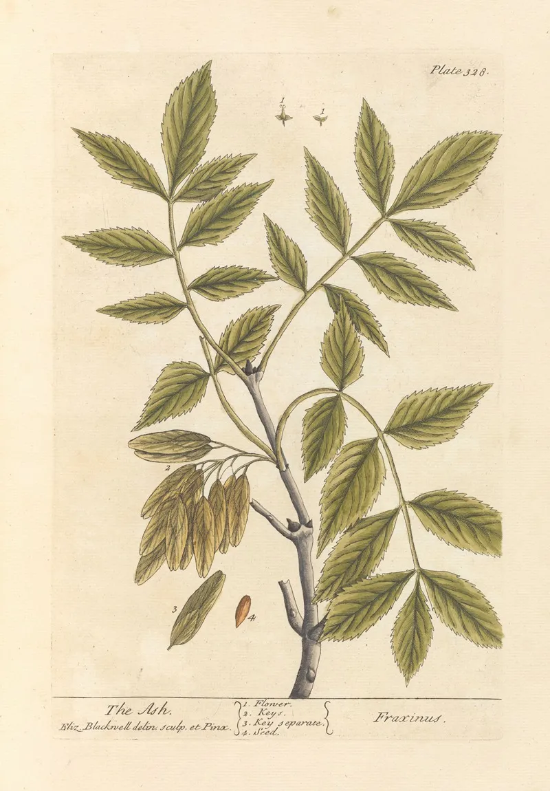 The Ash Wall Art by Elizabeth Blackwell - High-Resolution Digital Print