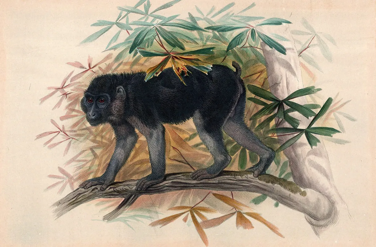 The Ashy Black Ape Wall Art by Joseph Wolf - High-Resolution Digital Print