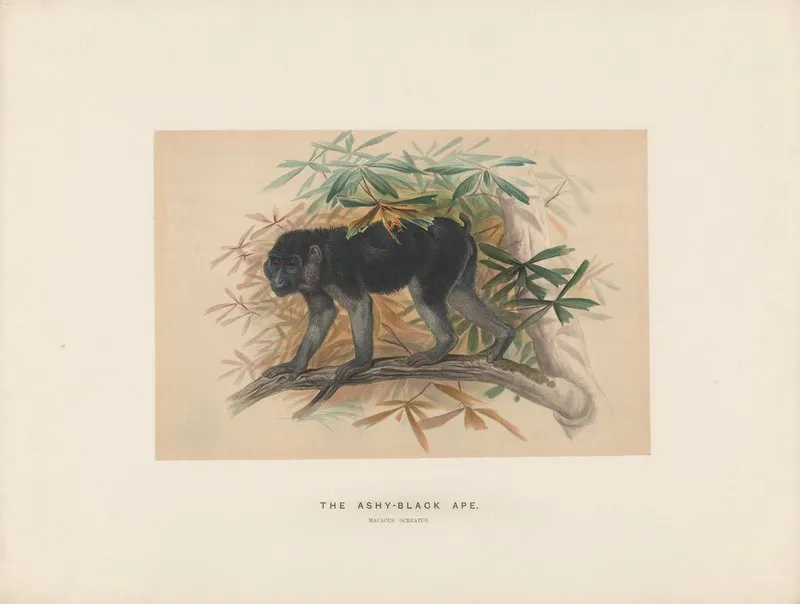 The Ashy Black Macaque Wall Art by Joseph Wolf - High-Resolution Digital Print