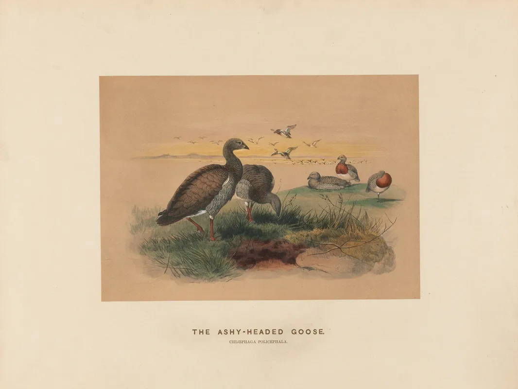 The Ashy Headed Goose 2 Wall Art by Joseph Wolf - High-Resolution Digital Print