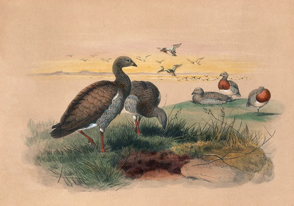 The Ashy Headed Goose Wall Art by Joseph Wolf - High-Resolution Digital Print