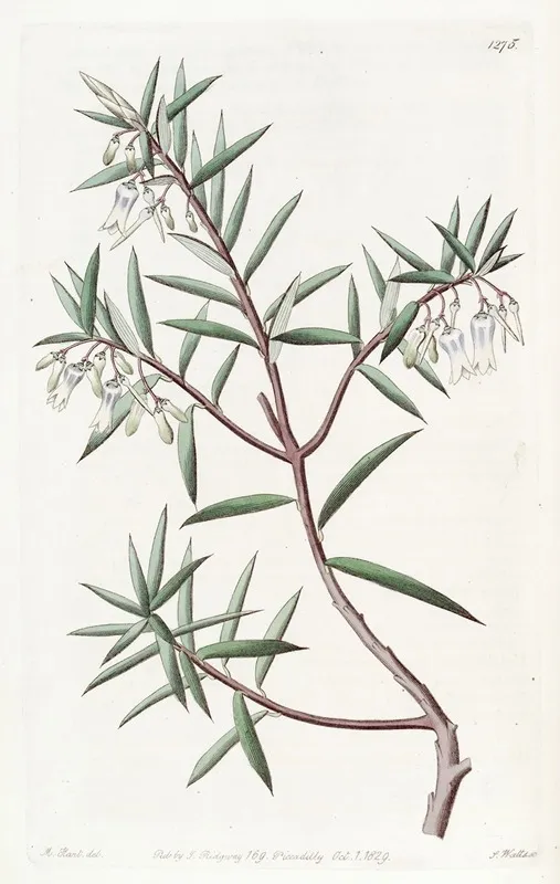 The Australian Cranberry Wall Art by Sydenham Edwards - High-Resolution Digital Print