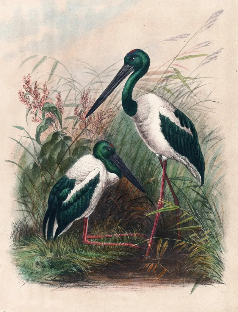The Australian Mycteria Wall Art by Joseph Wolf - High-Resolution Digital Print