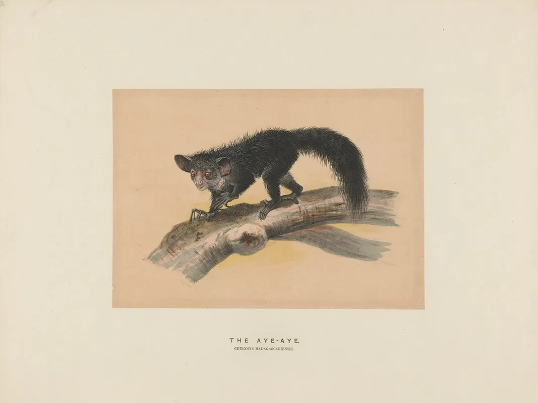 The Aye Aye 2 Wall Art by Joseph Wolf - High-Resolution Digital Print