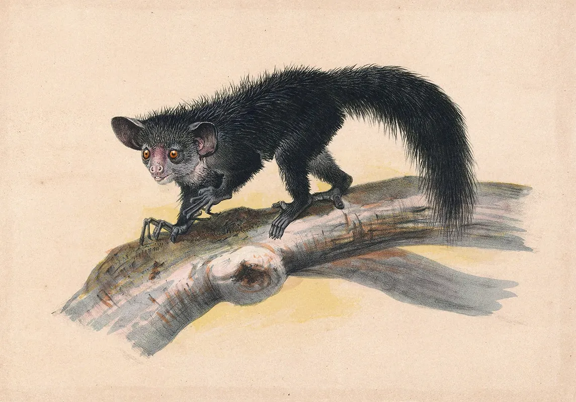 The Aye Aye Wall Art by Joseph Wolf - High-Resolution Digital Print