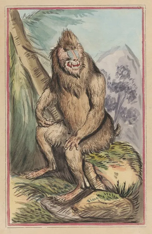 The Baboon Wall Art by Thomas Rowlandson - High-Resolution Digital Print