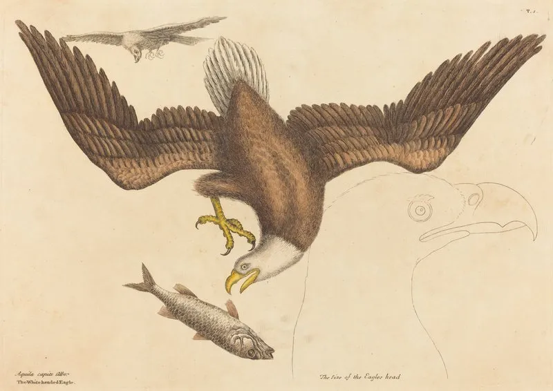 The Bald Eagle Falco Leucocephalus Wall Art by Mark Catesby - High-Resolution Digital Print