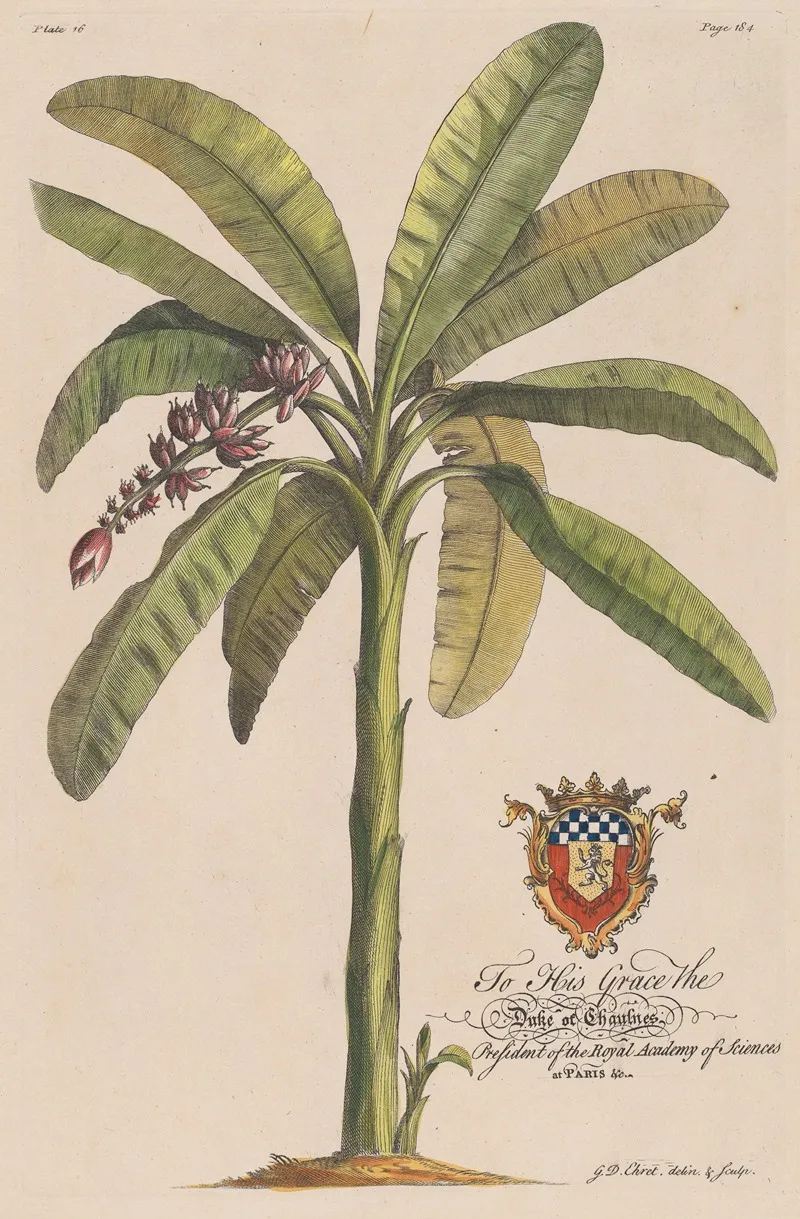 The Banana Tree Wall Art by Georg Dionysius Ehret - High-Resolution Digital Print
