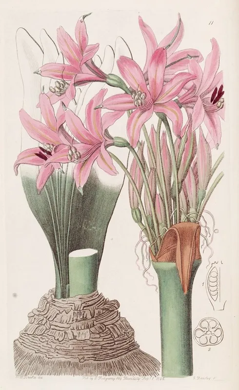 The Banksian Amaryllis Wall Art by Sydenham Edwards - High-Resolution Digital Print