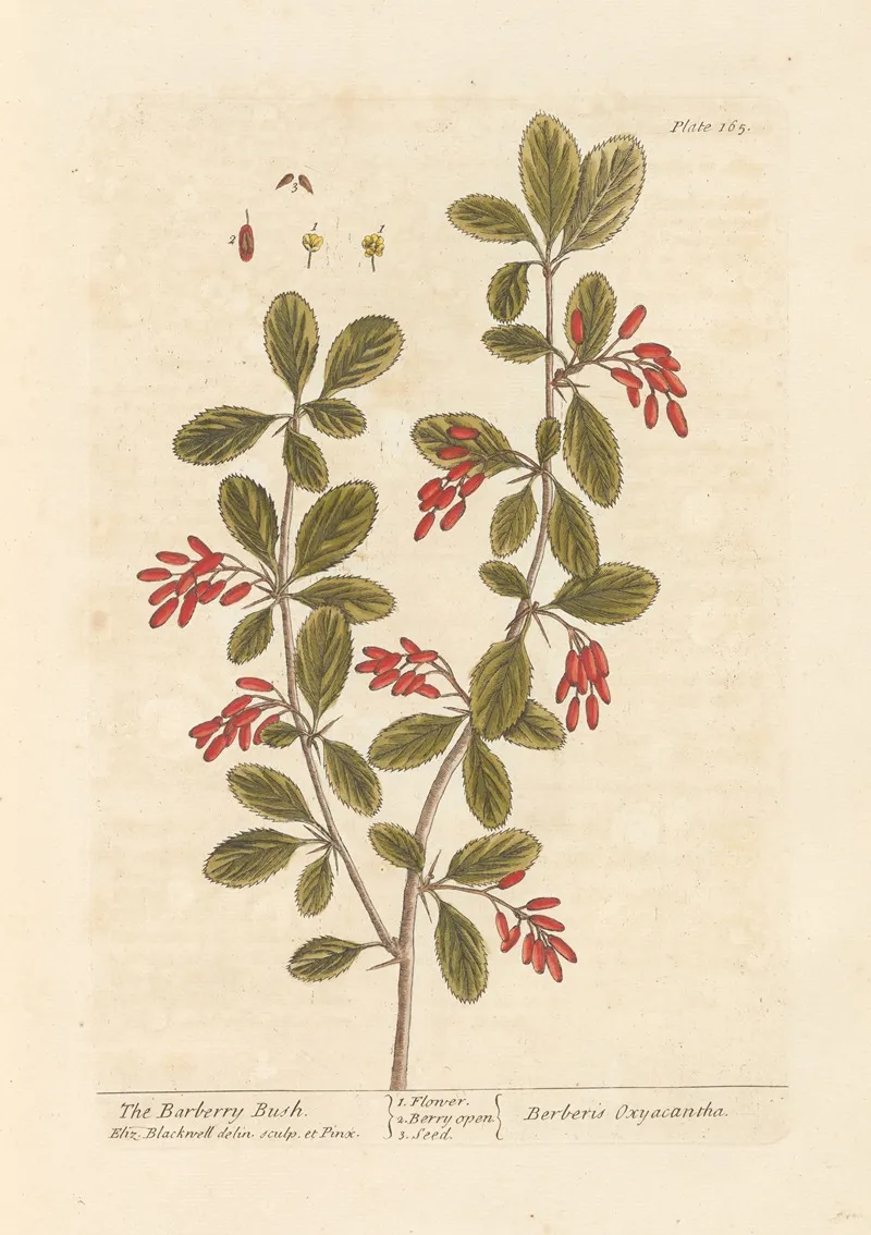 The Barberry Bush Wall Art by Elizabeth Blackwell - High-Resolution Digital Print